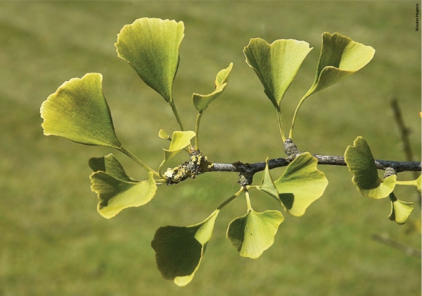 Resposta à insulina pode aumentar com o Ginkgo biloba