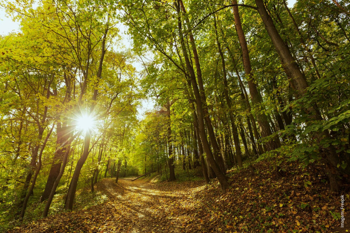 A imagem mostra uma cena serena de floresta com árvores altas, provavelmente no meio de uma floresta caducifólia. O sol brilha através dos galhos, criando uma explosão de luz radiante que ilumina o chão da floresta. A luz do sol é filtrada pelas folhas, lançando um brilho quente e dourado. O chão da floresta está coberto de folhas caídas, sugerindo que pode ser outono. Um caminho serpenteia por entre as árvores, convidando os espectadores a caminhar mais fundo na floresta. A atmosfera geral é tranquila e convidativa, destacando a beleza natural da floresta.