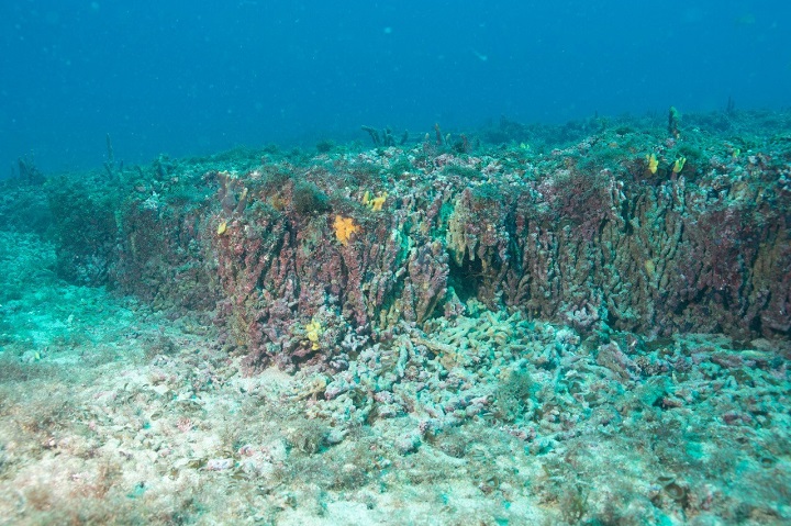 Alta diversidade associada ao recife de coral da Ilha da Queimada Grande (Foto: Leo Francini)