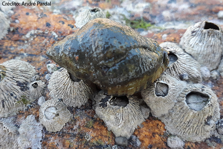 A imagem mostra um close de um pequeno molusco marinho, possivelmente um caracol ou lapa, numa superfície rochosa coberta por cracas. O molusco tem concha escura e lisa e situa-se entre as cracas, de textura áspera e aberturas distintas. A superfície em que se encontram parece ser uma zona costeira ou entremarés, onde essa vida marinha é comumente encontrada. A legenda credita a foto a “André Pardal”, sugerindo que ela pode fazer parte de um estudo ou documentação da biodiversidade marinha.