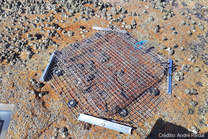 A imagem mostra uma estrutura de malha metálica, possivelmente uma gaiola ou barreira protetora, colocada sobre uma superfície rochosa, possivelmente entre marés. O solo parece estar coberto por pequenas rochas de textura áspera ou organismos marinhos como cracas. A malha é fixada com suportes metálicos e parece ser utilizada para fins científicos ou de conservação, possivelmente para proteger ou estudar a vida marinha. O ambiente sugere um ambiente costeiro ou marinho. A legenda credita “André Pardal” pela foto.