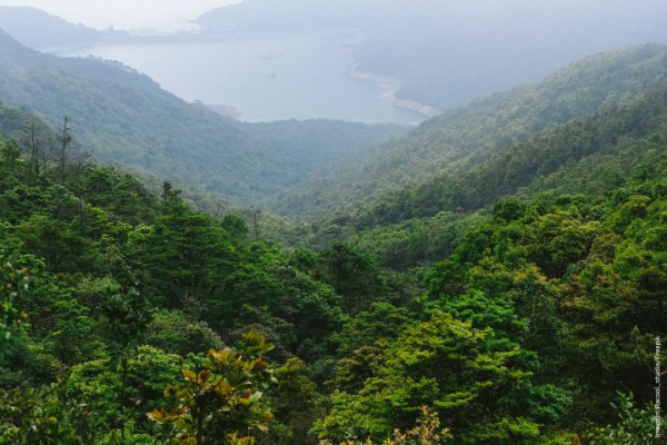 imagem mostra uma área florestal verdejante com um corpo de água ao fundo, que se alinha com o nome do arquivo, sugerindo um foco nos sumidouros globais de carbono. Florestas como estas desempenham um papel crucial na absorção de dióxido de carbono da atmosfera, ajudando a mitigar os efeitos das alterações climáticas.